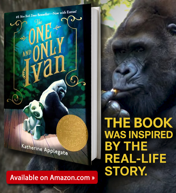 The One And Only Ivan Vs The True Story Of Ivan The Gorilla