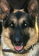 Sergeant Rex, IED-hunting dog celebrated in book, dies